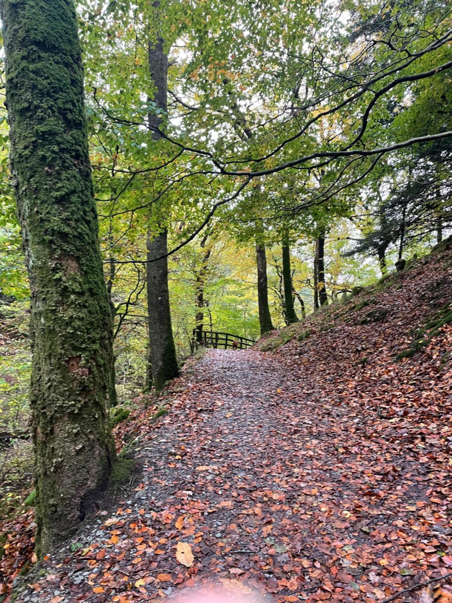 Grizedale View